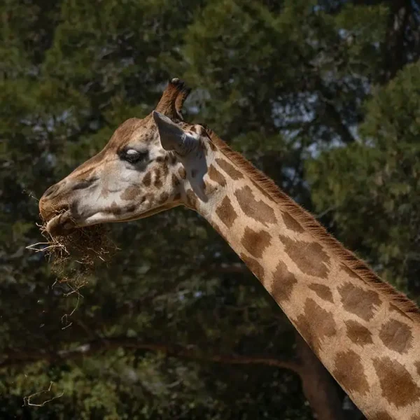 Giraffe mangeant des feuilles dans la savane.